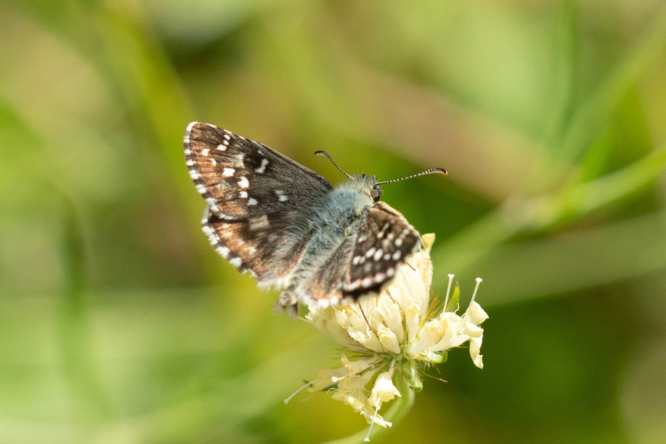 Pyrgus armoricanus - feles busalepke