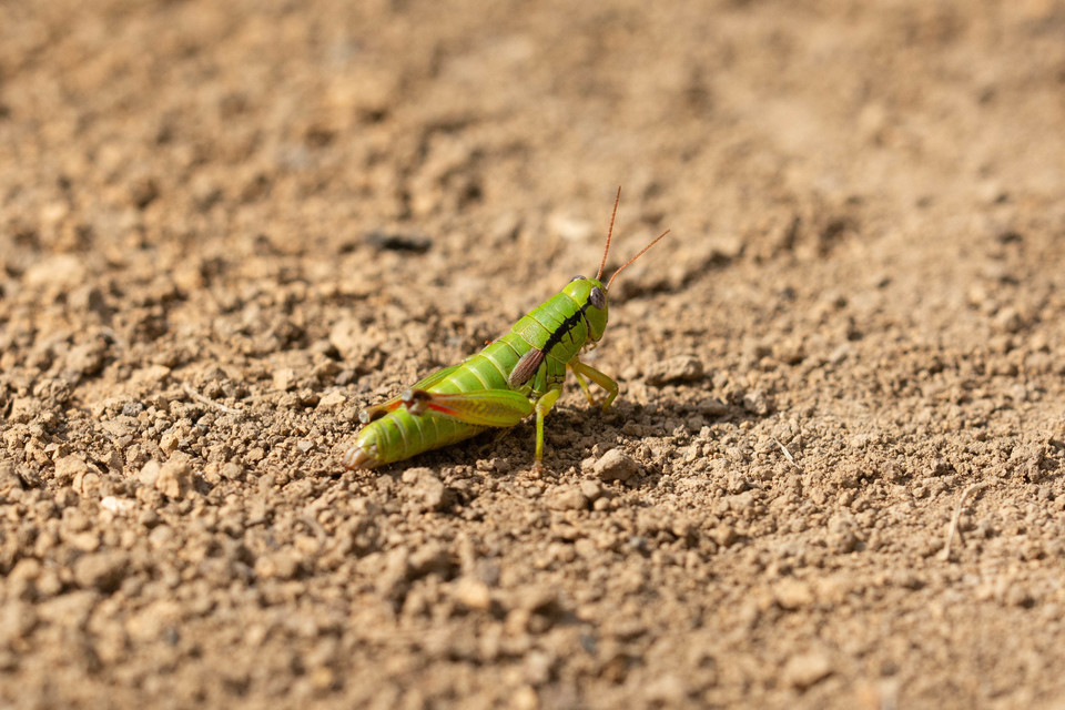 Pseudopodisma nagyi - Nagy-hegyisáska