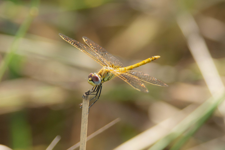 Sympetrum fonscolombii - vándor katona-szitakötő