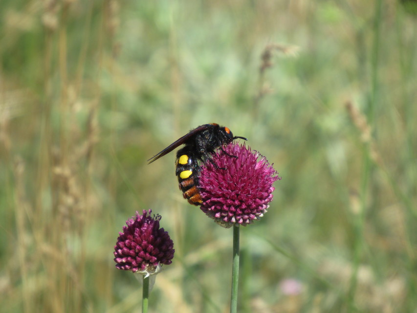 Megascolia maculata - óriás-tőrösdarázs