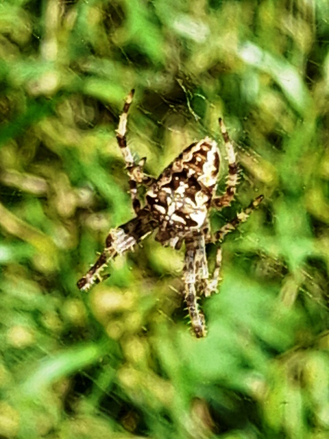 Araneus diadematus - koronás keresztespók