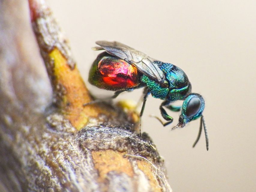 Omalus biaccinctus