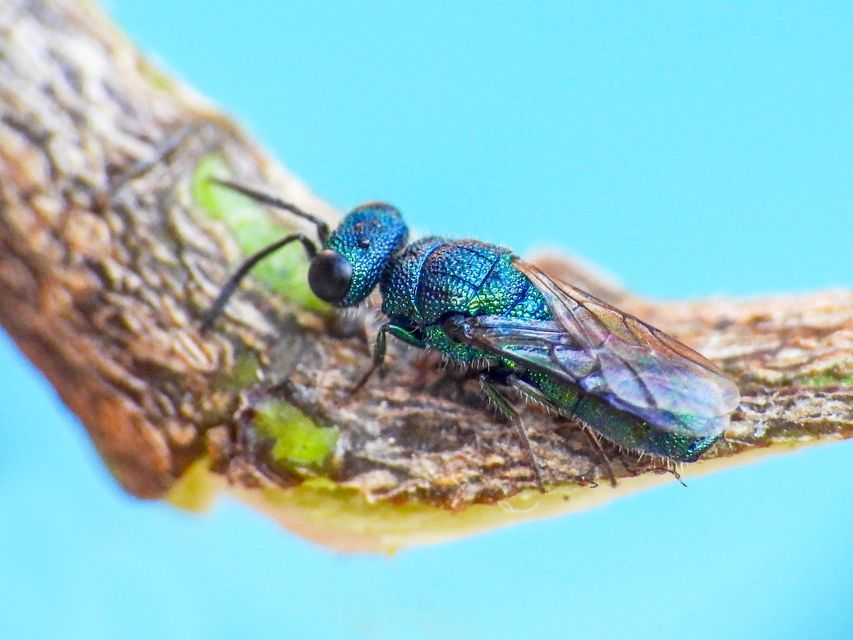 Trichrysis cyanea