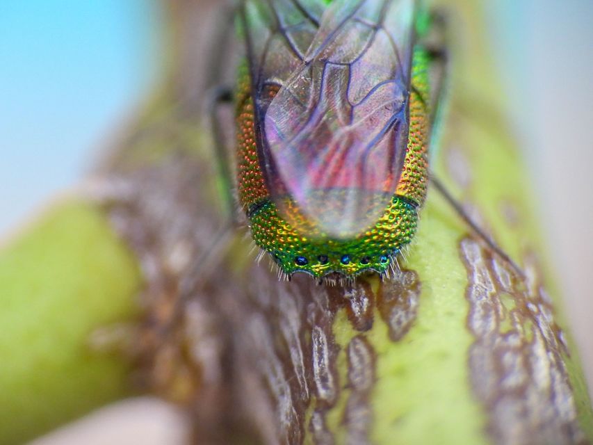 Chrysis taczanovskii