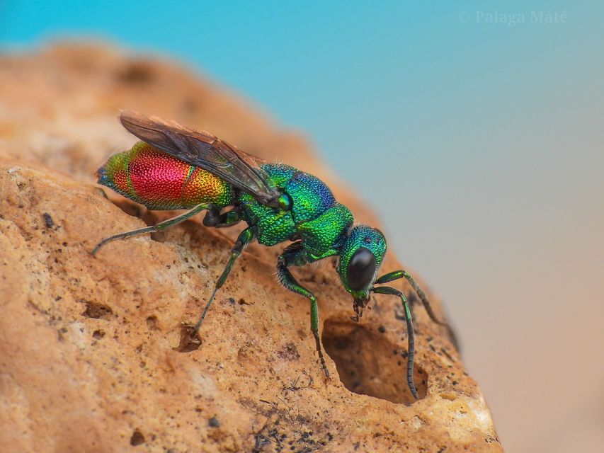 Chrysis taczanovskii