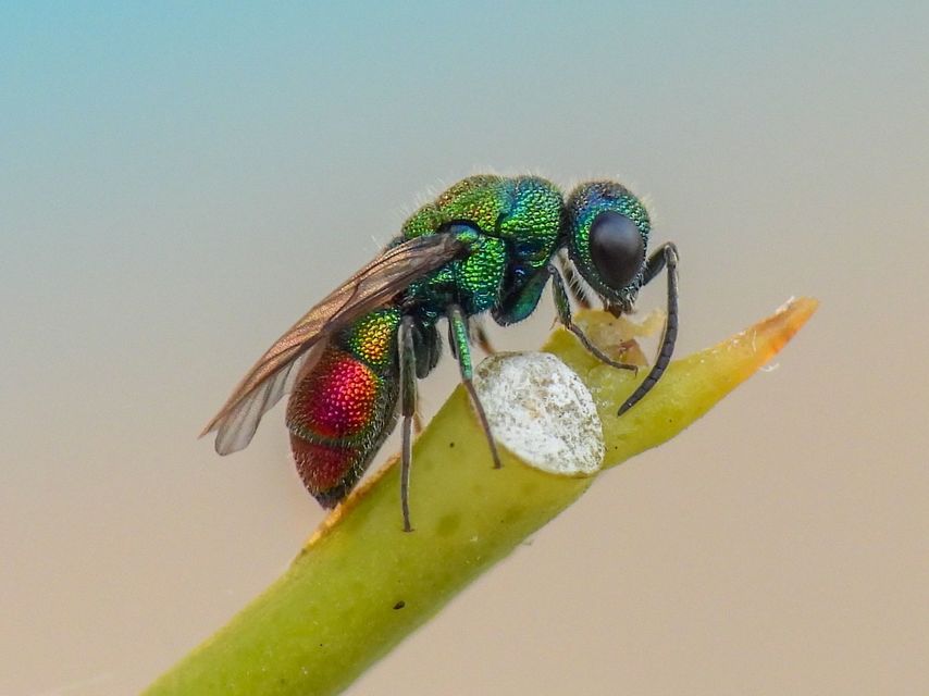 Chrysis lanceolata