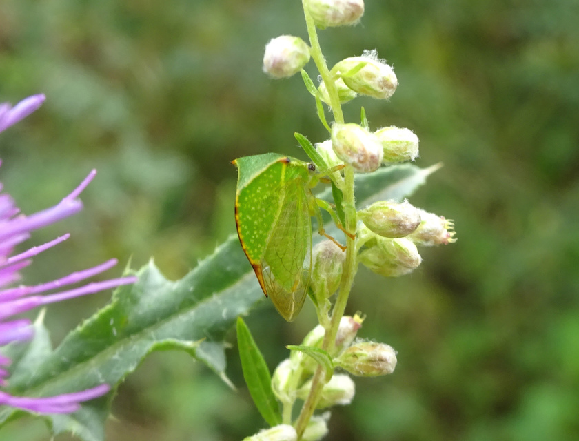 Stictocephala bisonia - bivalykabóca