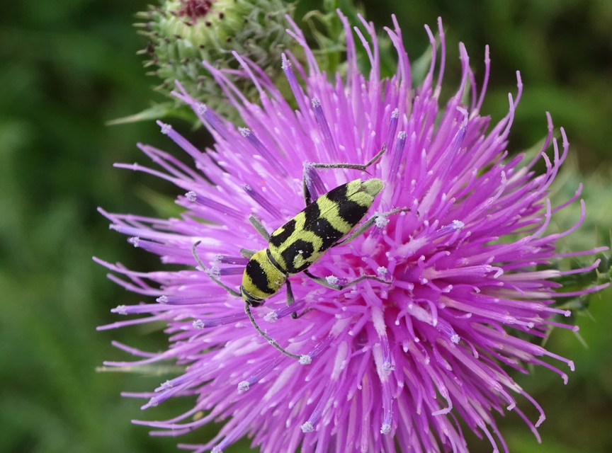 Chlorophorus varius - díszes darázscincér