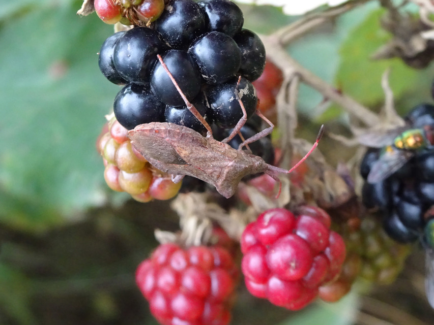 Coreus marginatus - közönséges karimáspoloska