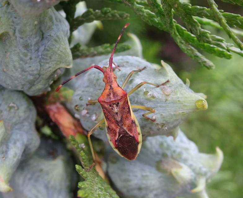 Gonocerus juniperi - boróka-karimáspoloska