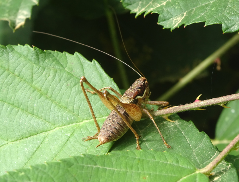 Pachytrachis gracilis - karcsú szöcske