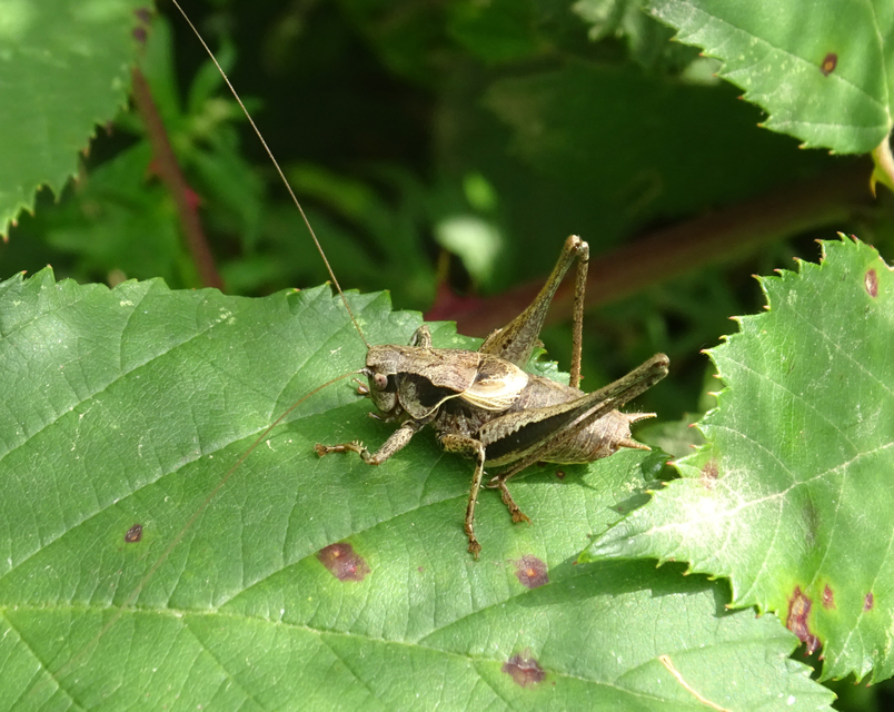 Pholidoptera griseoaptera - szürke avarszöcske