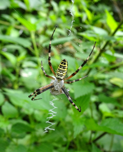 Argiope bruennichi - darázspók