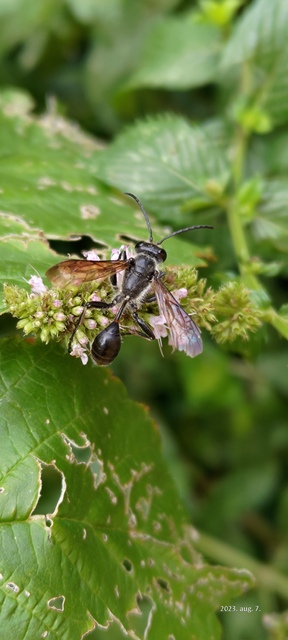 Isodontia mexicana - mexikói fűdarázs