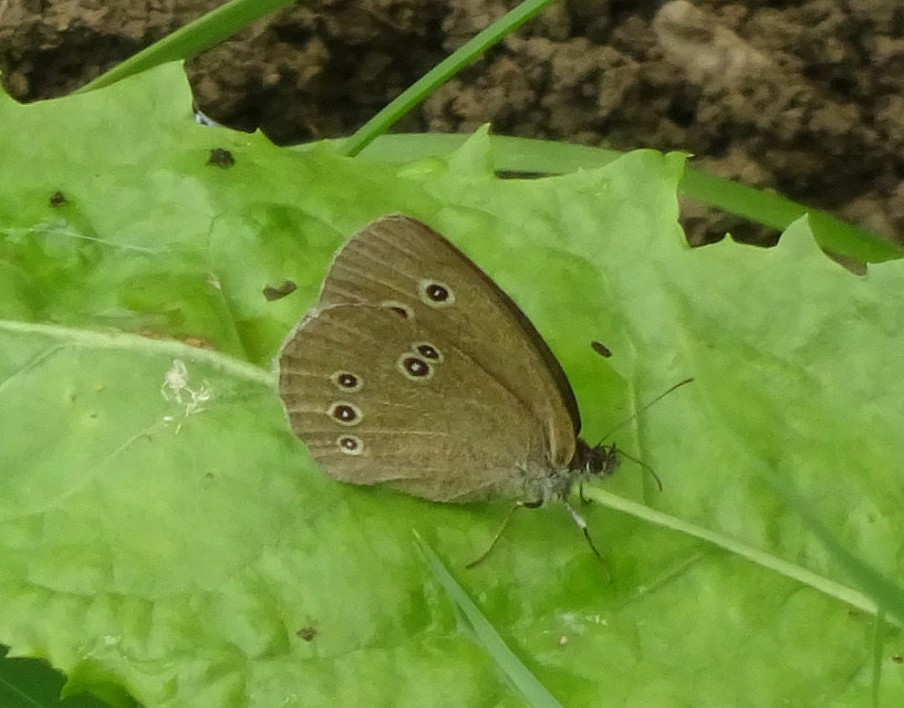 Aphantopus hyperanthus - közönséges ökörszemlepke