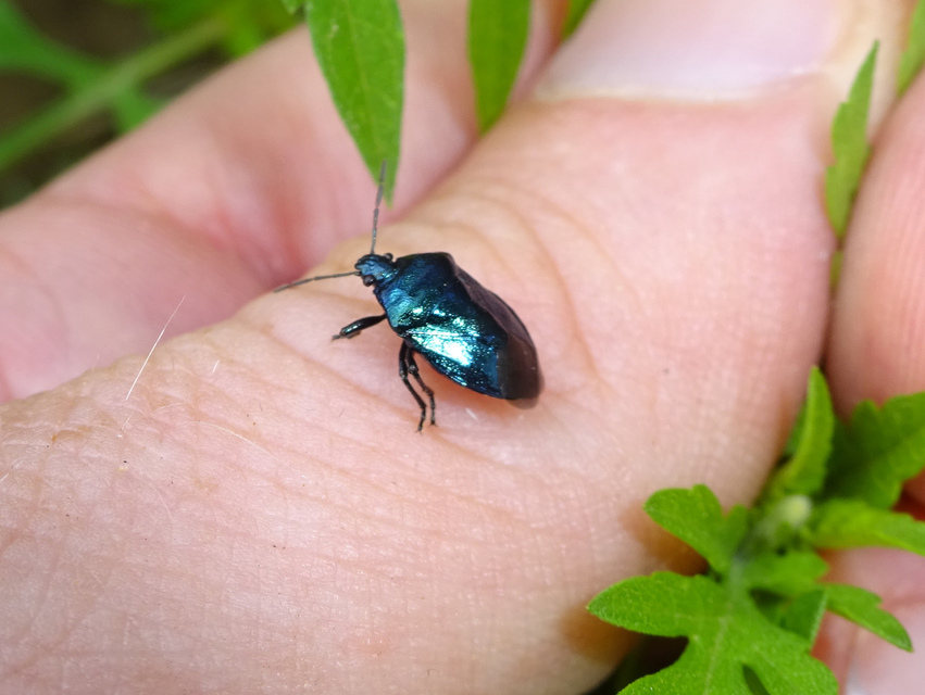 Zicrona caerulea - acélkék poloska Zicrona caerulea - acélkék poloska