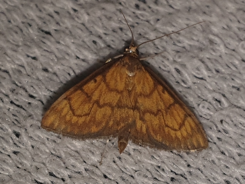 Ecpyrrhorrhoe rubiginalis - rozsdavörös tűzmoly
