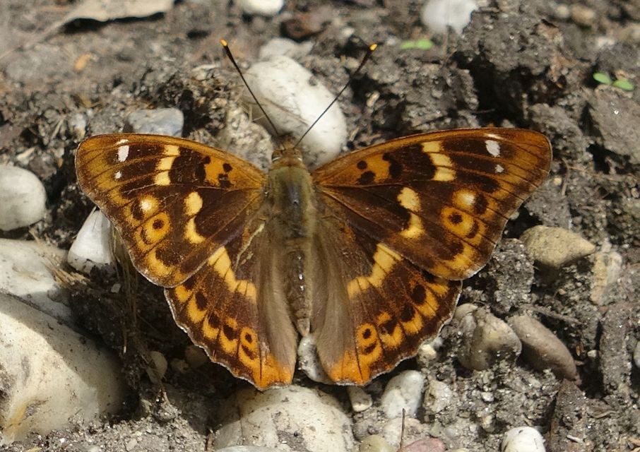 Apatura ilia - kis színjátszólepke