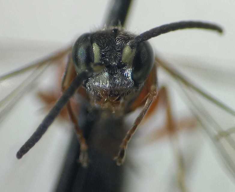 Alysson spinosus