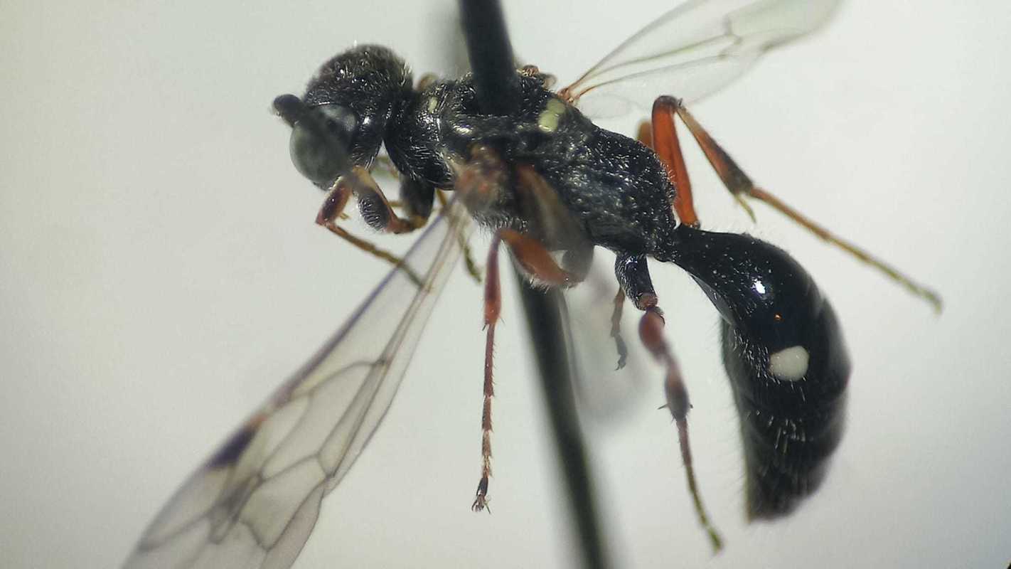 Alysson spinosus