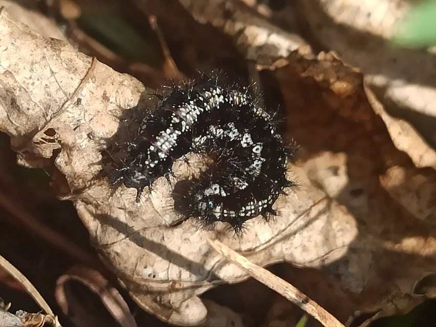 Euphydryas aurinia - lápi tarkalepke