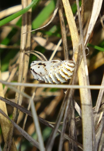 Euphydryas aurinia - lápi tarkalepke