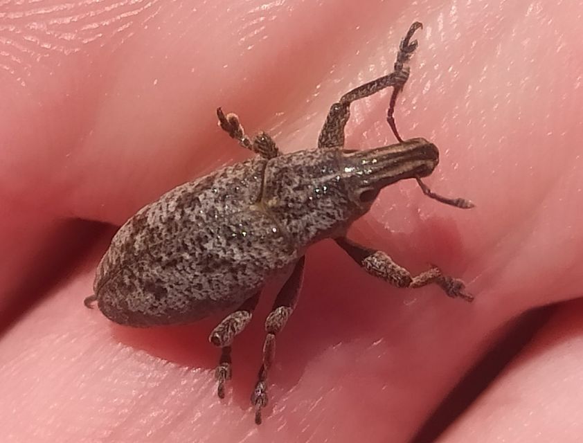 Cyphocleonus dealbatus - márványos barkó