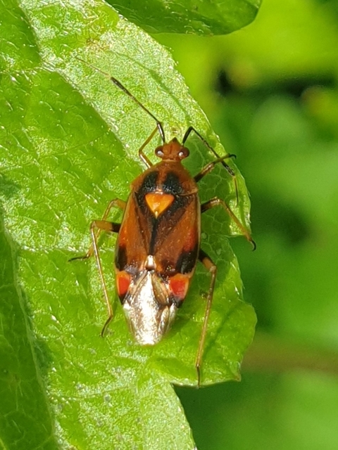 Deraeocoris ruber - vöröses mezeipoloska