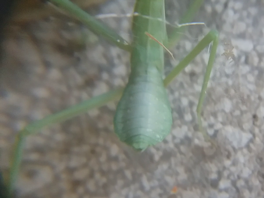 Hierodula tenuidentata - óriás ázsiai imádkozósáska