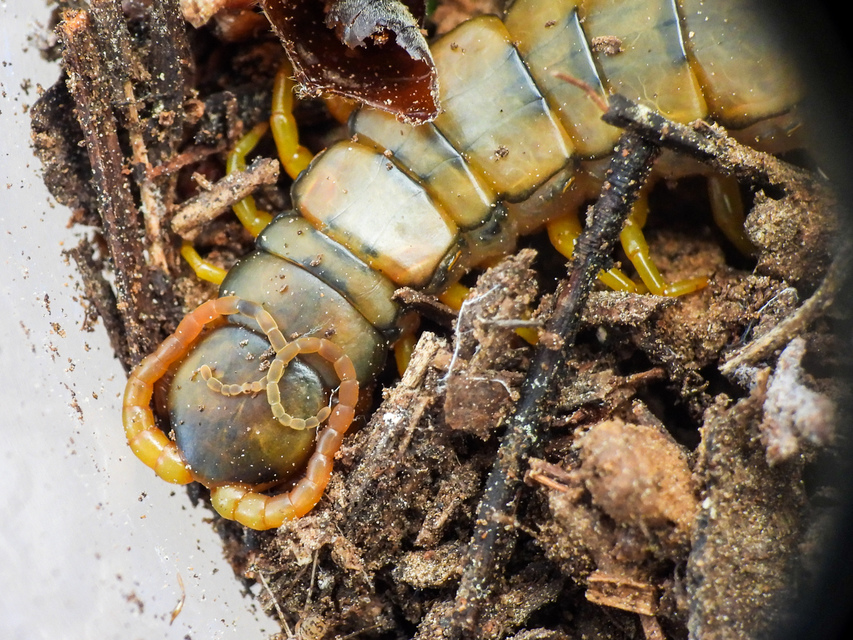 Scolopendra cingulata - öves szkolopendra