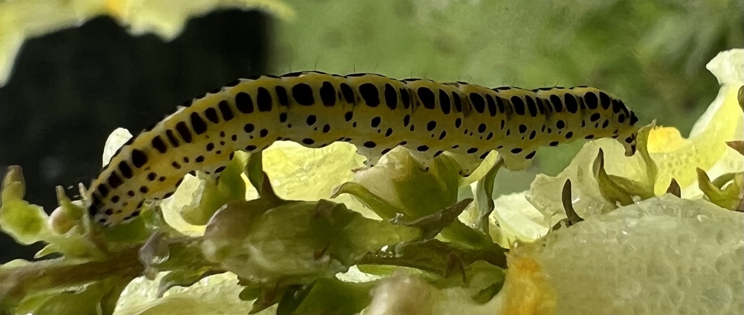 Calophasia