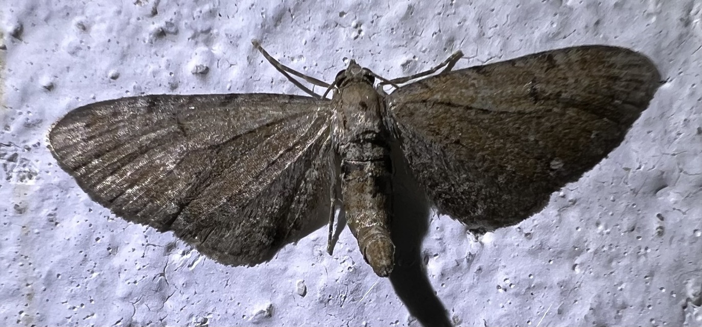Eupithecia absinthiata - üröm-törpearaszoló