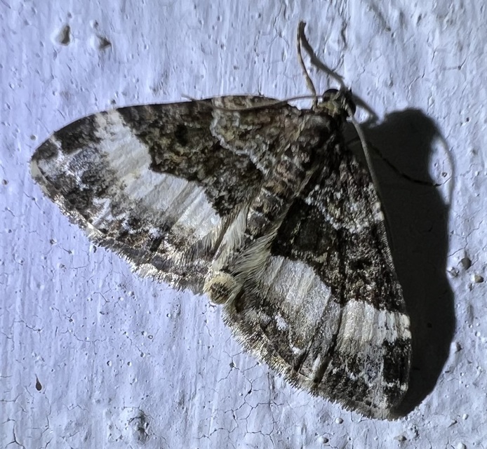 Euphyia unangulata - fogassávú tarkaaraszoló