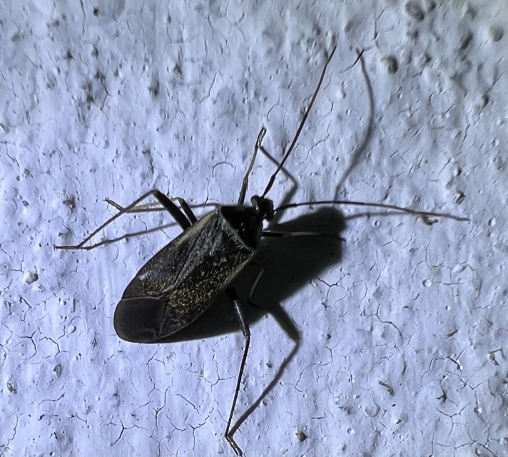 Adelphocoris seticornis - szegélyes mezeipoloska