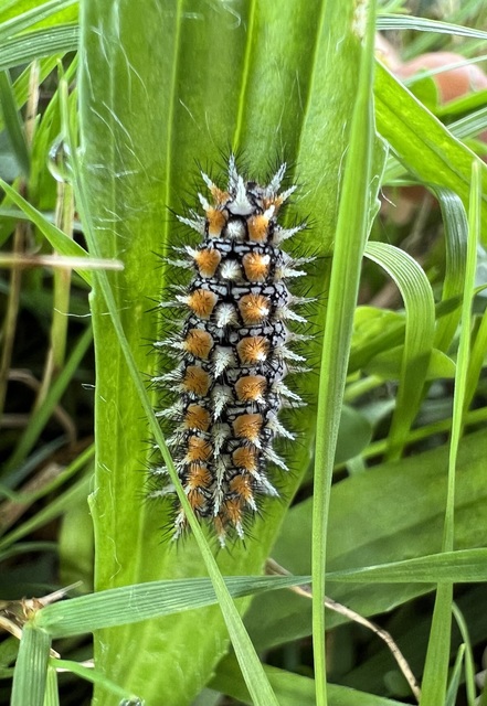 Melitaea didyma - tüzes tarkalepke