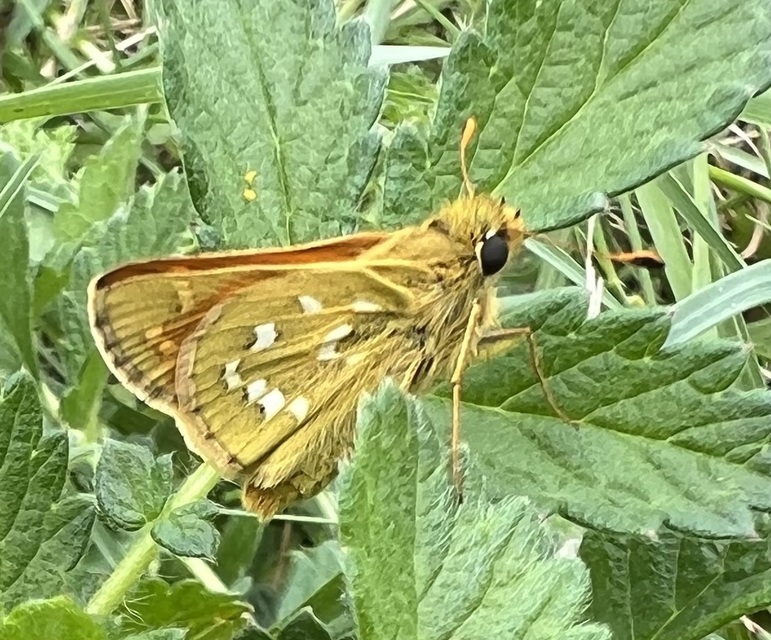 Hesperia comma - vesszős busalepke