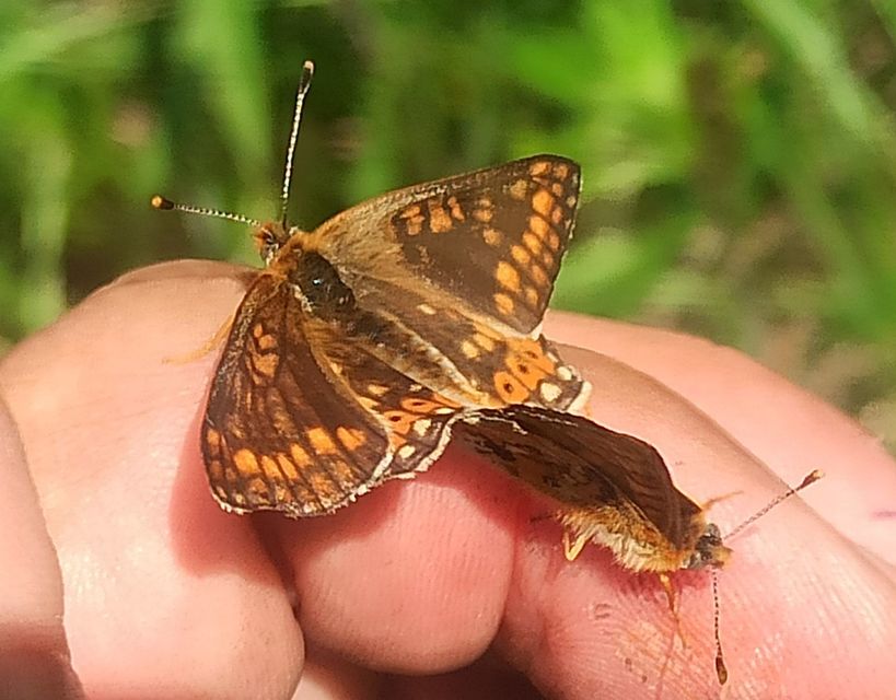 Euphydryas aurinia - lápi tarkalepke