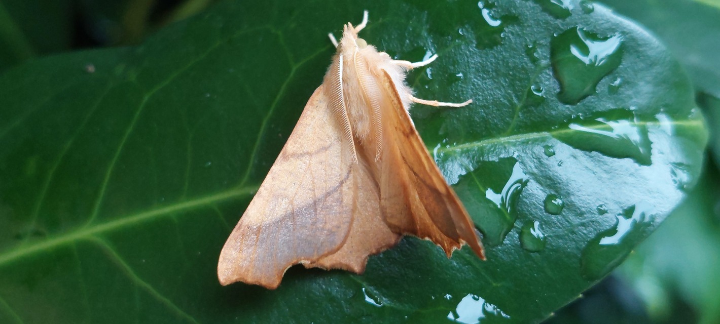 Ennomos fuscantaria - kőris-levélaraszoló