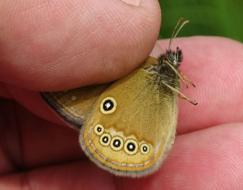 Coenonympha oedippus - ezüstsávos szénalepke