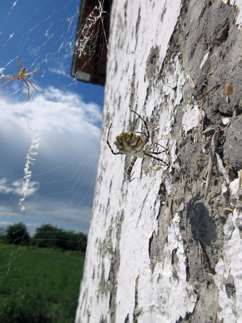 Argiope lobata - karéjos keresztespók