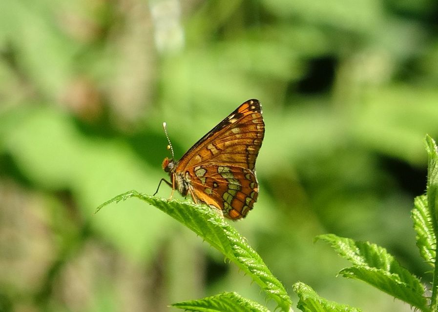 Euphydryas maturna - díszes tarkalepke