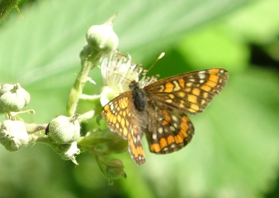 Euphydryas maturna - díszes tarkalepke