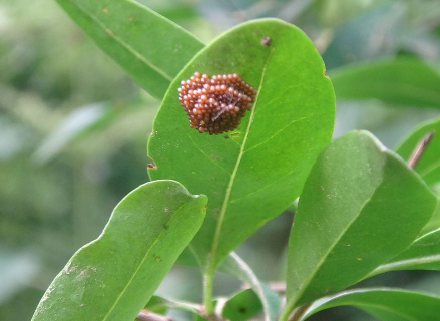 Euphydryas maturna - díszes tarkalepke