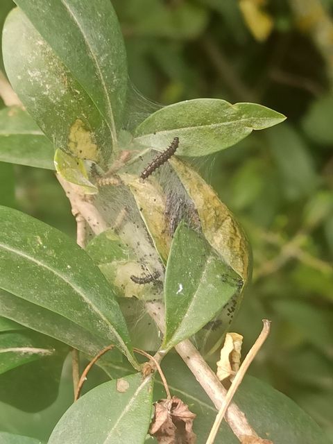 Euphydryas maturna - díszes tarkalepke