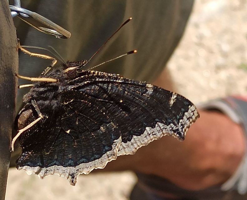 Nymphalis antiopa - gyászlepke
