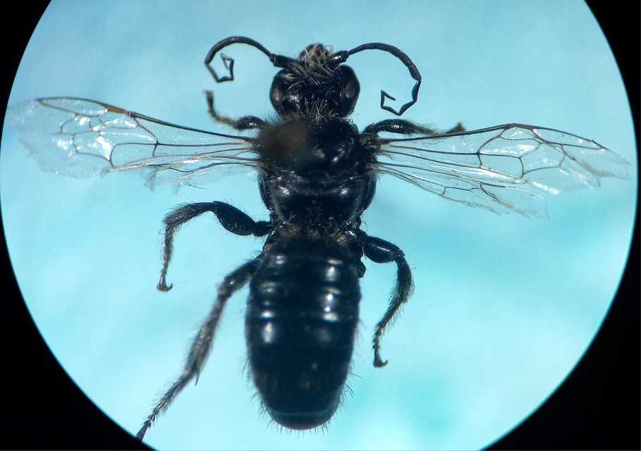 Systropha curvicornis