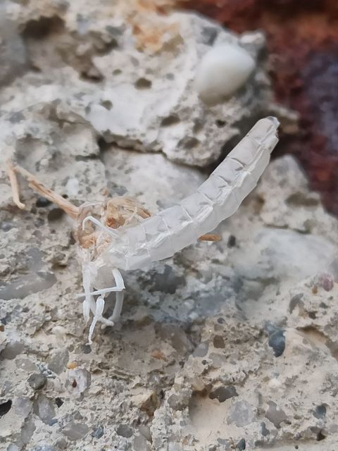 Palingenia longicauda - tiszavirág