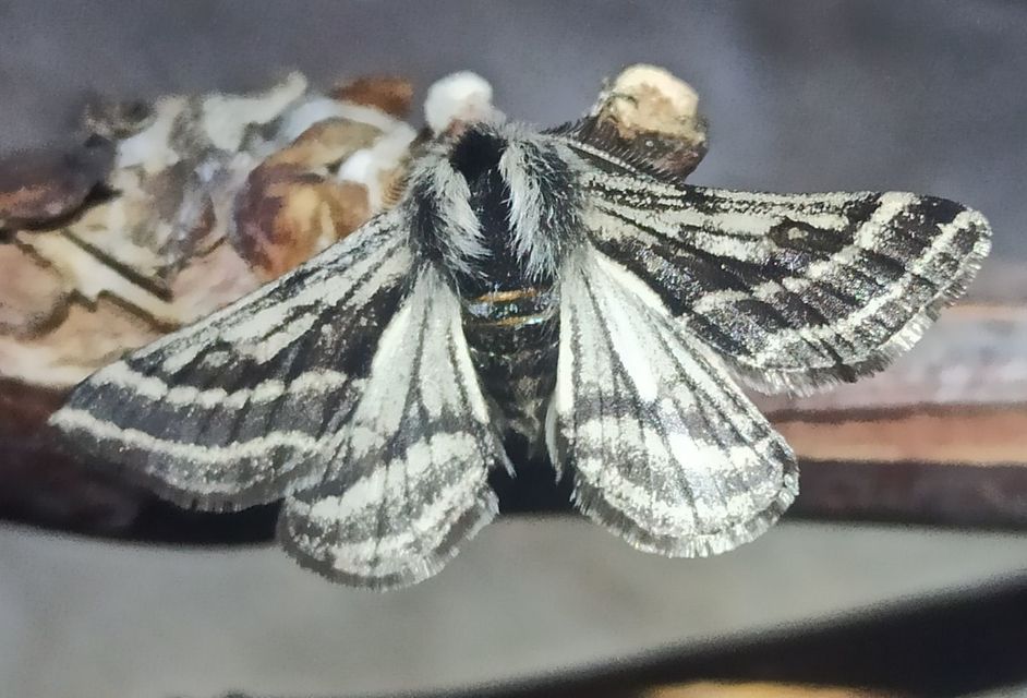 Lycia zonaria - öves tavasziaraszoló