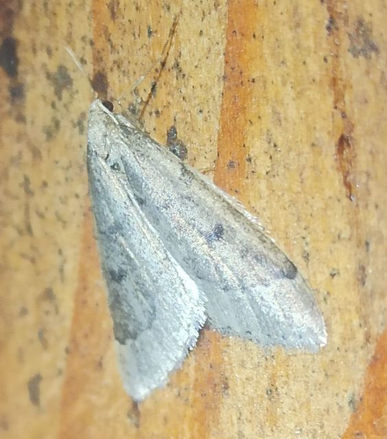 Theria rupicapraria - tavaszi kökényaraszoló