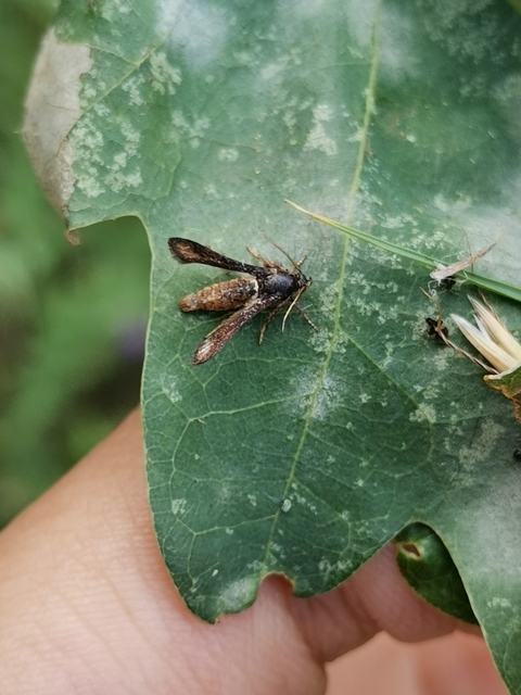 Microsphecia brosiformis - folyófűszitkár